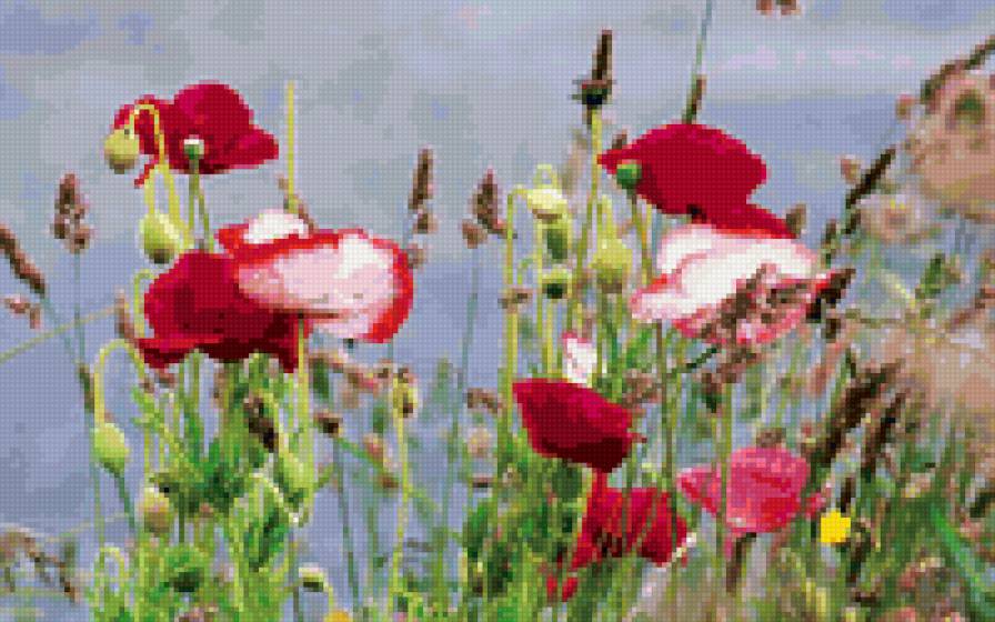 Цветы - поля, цветы, пейзаж, природа - предпросмотр