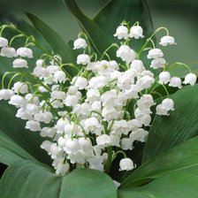 Схема вышивки «Ландыши»