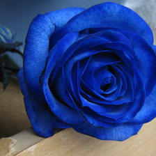 Схема вышивки «Cиняя роза»