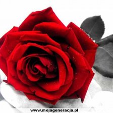 Схема вышивки «Красная роза»