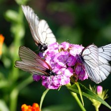 Схема вышивки «бабочки»