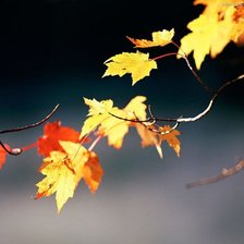 Схема вышивки «Ветка»