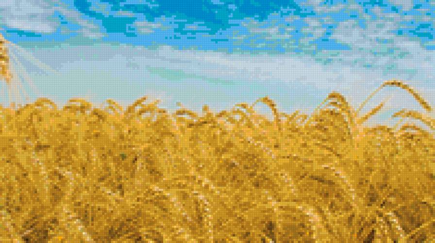 Поле - цветы, природа, пейзаж, поля - предпросмотр