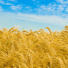 Схема вышивки «Поле»