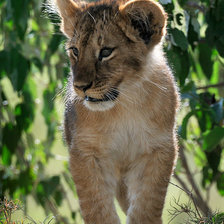 Схема вышивки «тигренок»