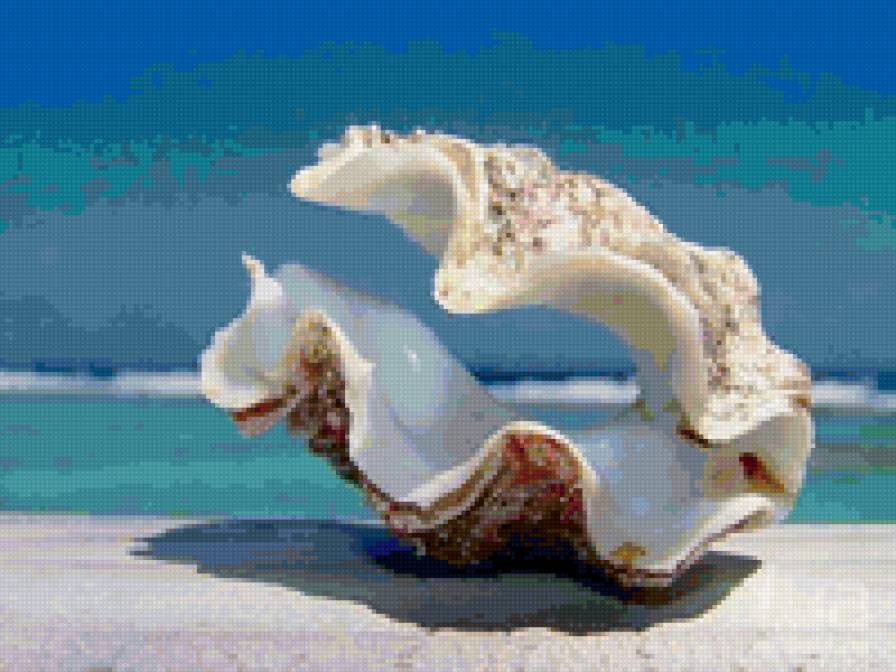 Ракушка - природа, пейзажи - предпросмотр