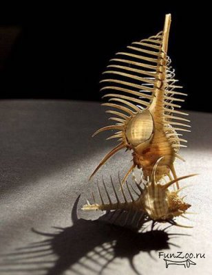 Ракушка - море - оригинал