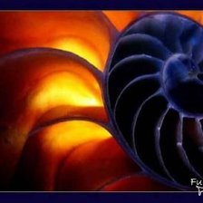 Схема вышивки «ракушка2»