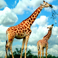 Схема вышивки «Жирафы»