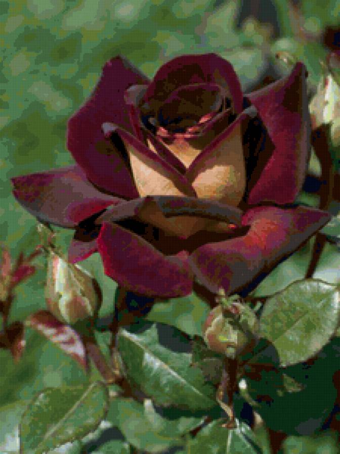 Роза - цветы, картина, розы - предпросмотр