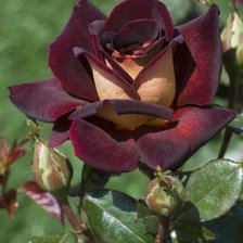 Схема вышивки «Роза»