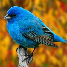 Схема вышивки «Птица»