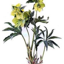 Схема вышивки «Brenda Moore»