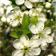 Схема вышивки «вишнёвый аромат»