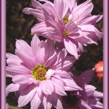 Схема вышивки «розовая мечта»