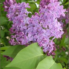 Схема вышивки «цветущая сирень»