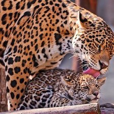 Схема вышивки «ласка»