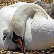 Схема вышивки «лебеди»