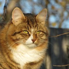 мартовский кот