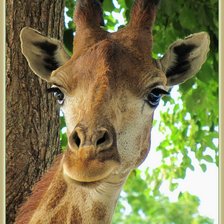 Схема вышивки «жираф»