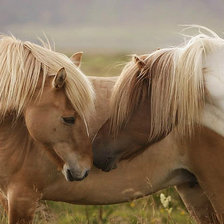 Схема вышивки «пони»