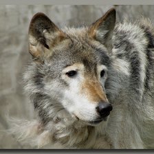 Схема вышивки «волчица»