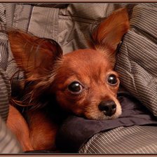 Схема вышивки «Люси»