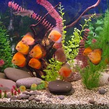 Схема вышивки «аквариум»