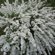 снежный букет