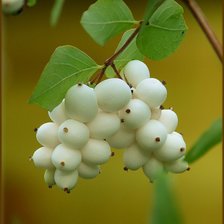 Схема вышивки «снежноягодник»