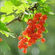 красная смородина