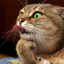 Схема вышивки «kot s yazikom»