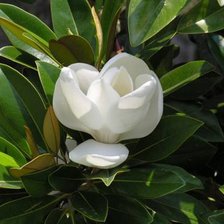 Магнолия белая