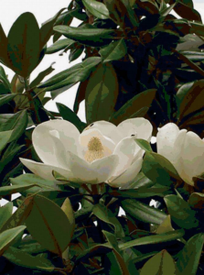 Магнолия белая - красота, цветы, аромат, весна - предпросмотр