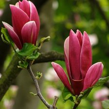 Схема вышивки «Магнолия розовая»