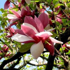 Схема вышивки «Магнолия розовая»