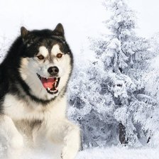 Схема вышивки «хаски»