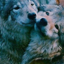 пара волков