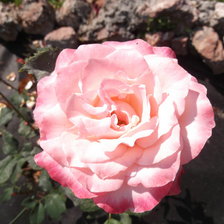 Схема вышивки «Роза»