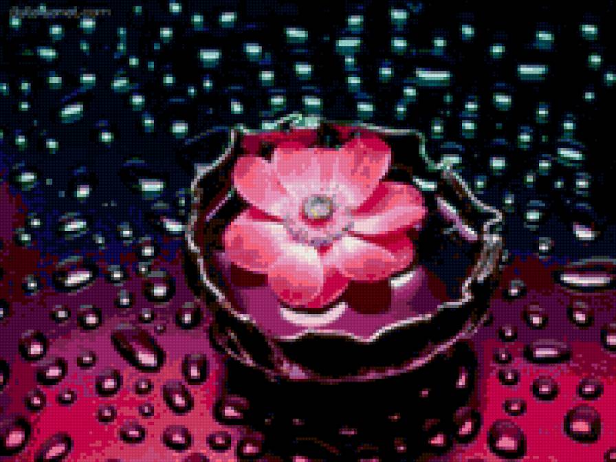 Волшебный цветок - цветы, капли, красота - предпросмотр