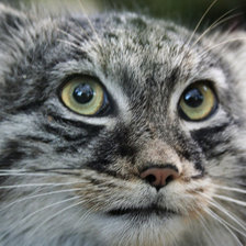 Схема вышивки «Манул - дикий кот»