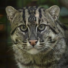 Схема вышивки «Виверовый кот-рыболов»