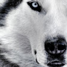 Схема вышивки «Хаски - большая схема»