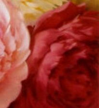 Схема вышивки «закладка для книг Пионы»