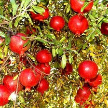 Схема вышивки «гранат»