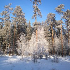 Схема вышивки «Тайга»