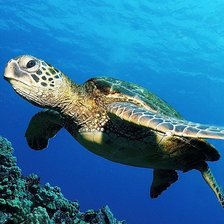 Схема вышивки «Черепаха»