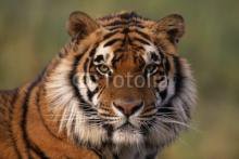 Схема вышивки «тигр»