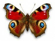 Схема вышивки «бабочка»