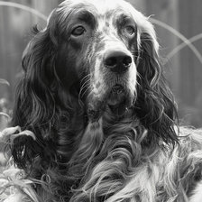 Схема вышивки «Собака»